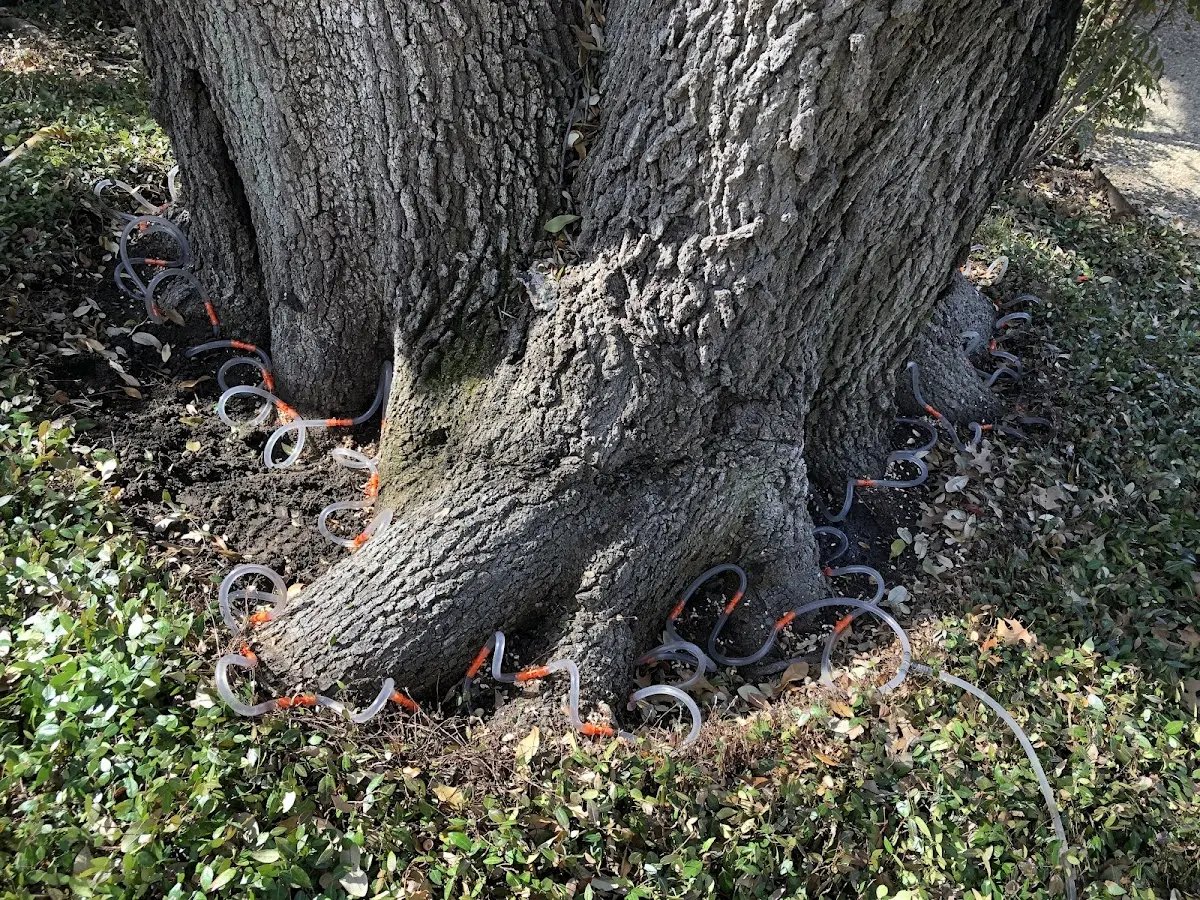 Detailed Tree Cabling and Bracing job site in Brock
